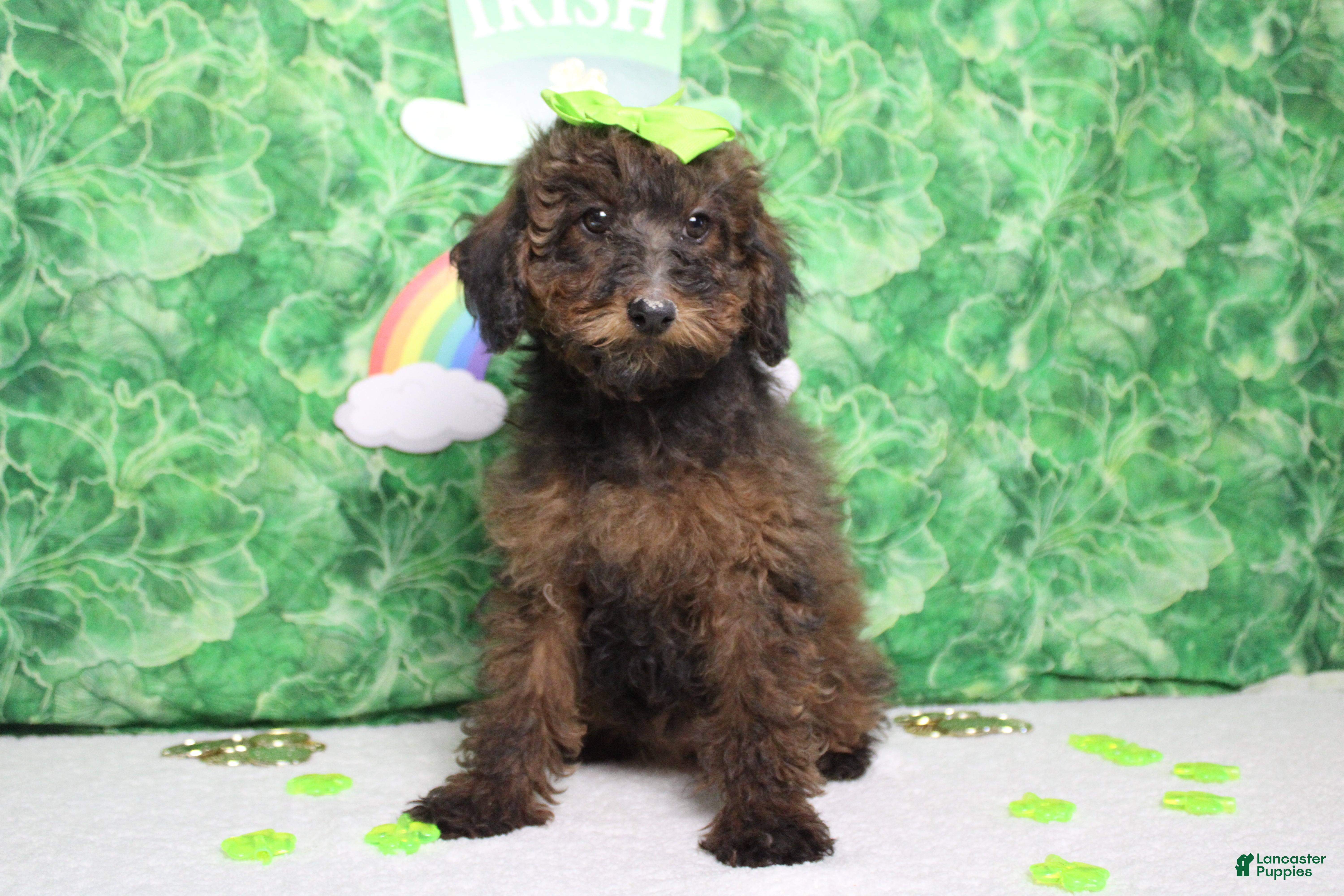 Toy Poodle dogs Sardonyx - Ad 21