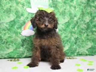 Toy Poodle dogs Sardonyx - Ad 21