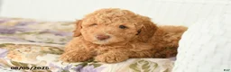Miniature Poodle dogs for sale: Alex - Ad 4