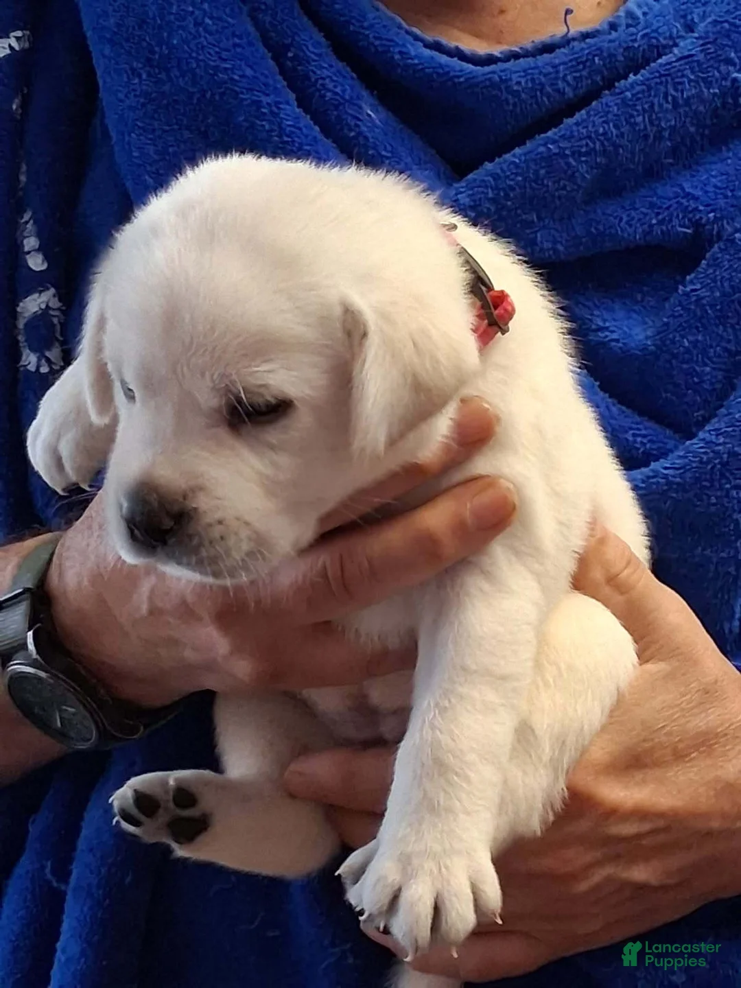 Labrador Retriever dogs for sale: Pink Collar - Ad 1