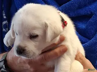 Labrador Retriever dogs Pink Collar - Ad 30