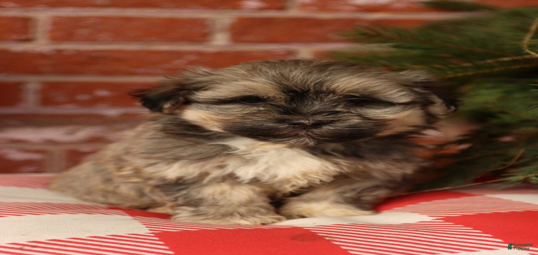 Gallery Image {{count}}