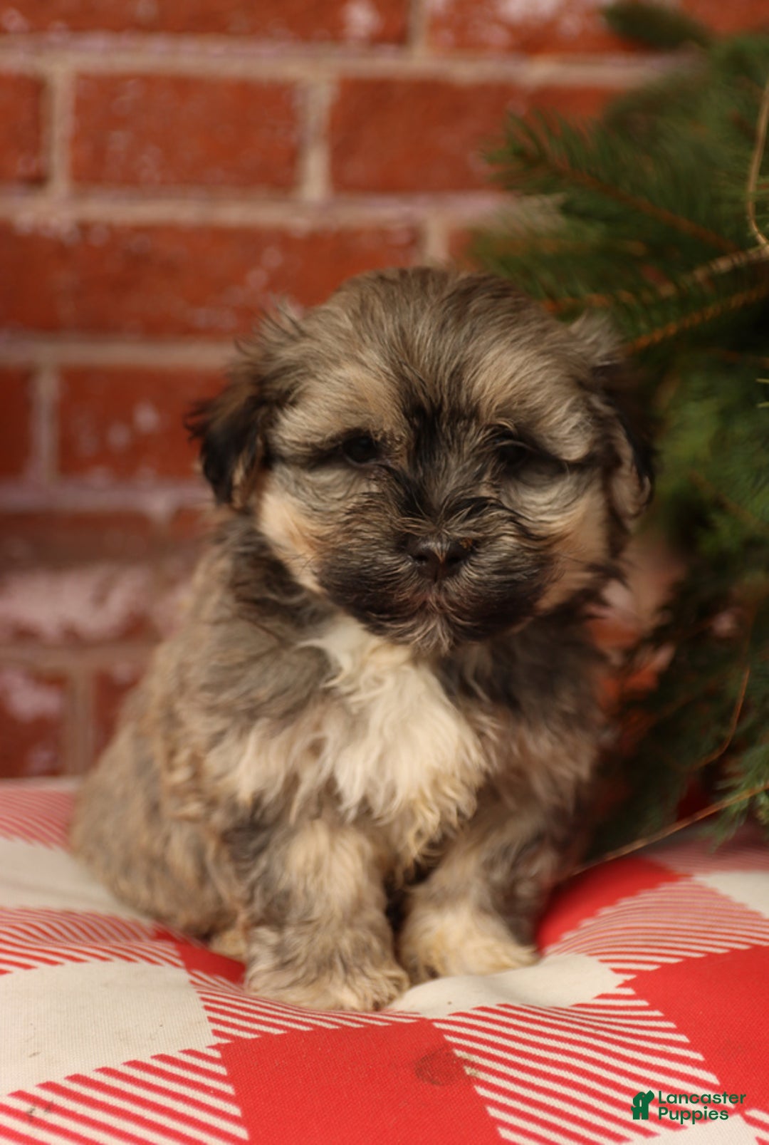 Gallery Image {{count}}