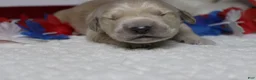 Golden Retriever dogs for sale: Focaccia  - Ad 10