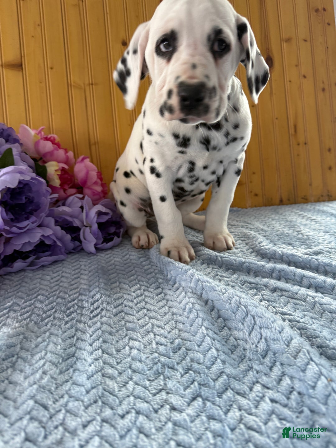 Dalmatian dogs for sale: Trinity - Ad 25