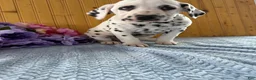 Dalmatian dogs for sale: Trinity - Ad 25