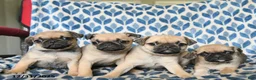 Pug dogs for sale: Cadillac - Ad 3