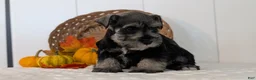 Miniature Schnauzer dogs for sale: Zeke - Ad 5
