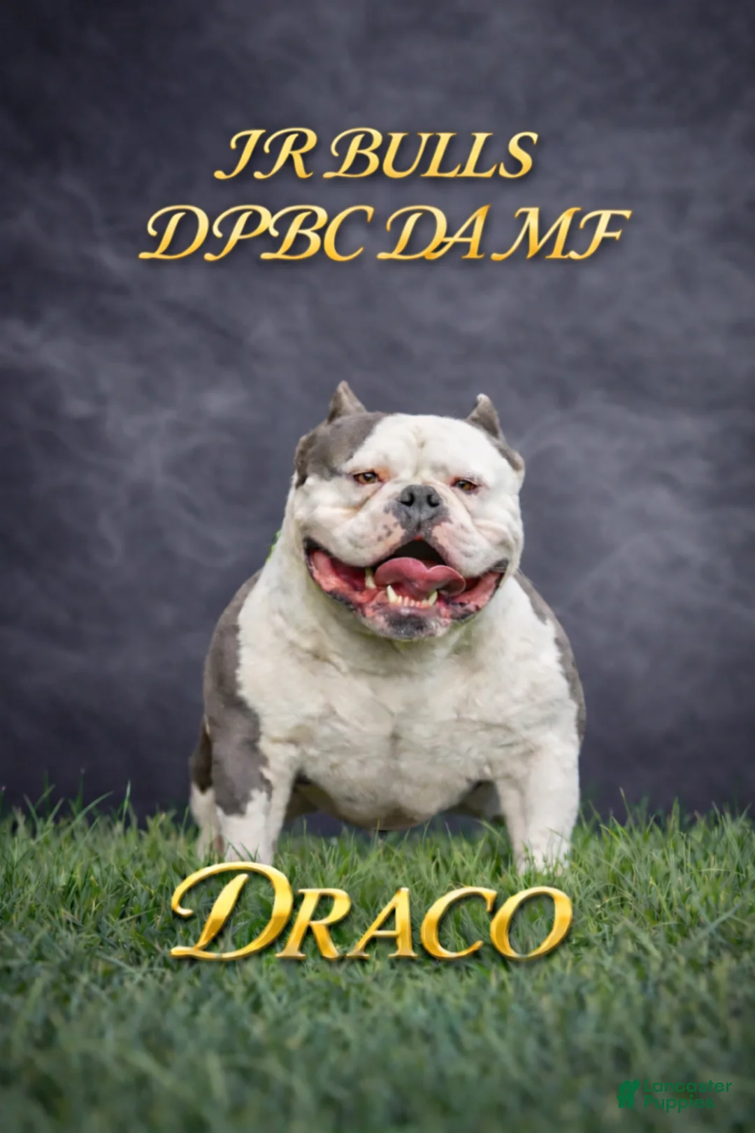 American Bully dogs for sale: American Bully Puppy 3 - Ad 5