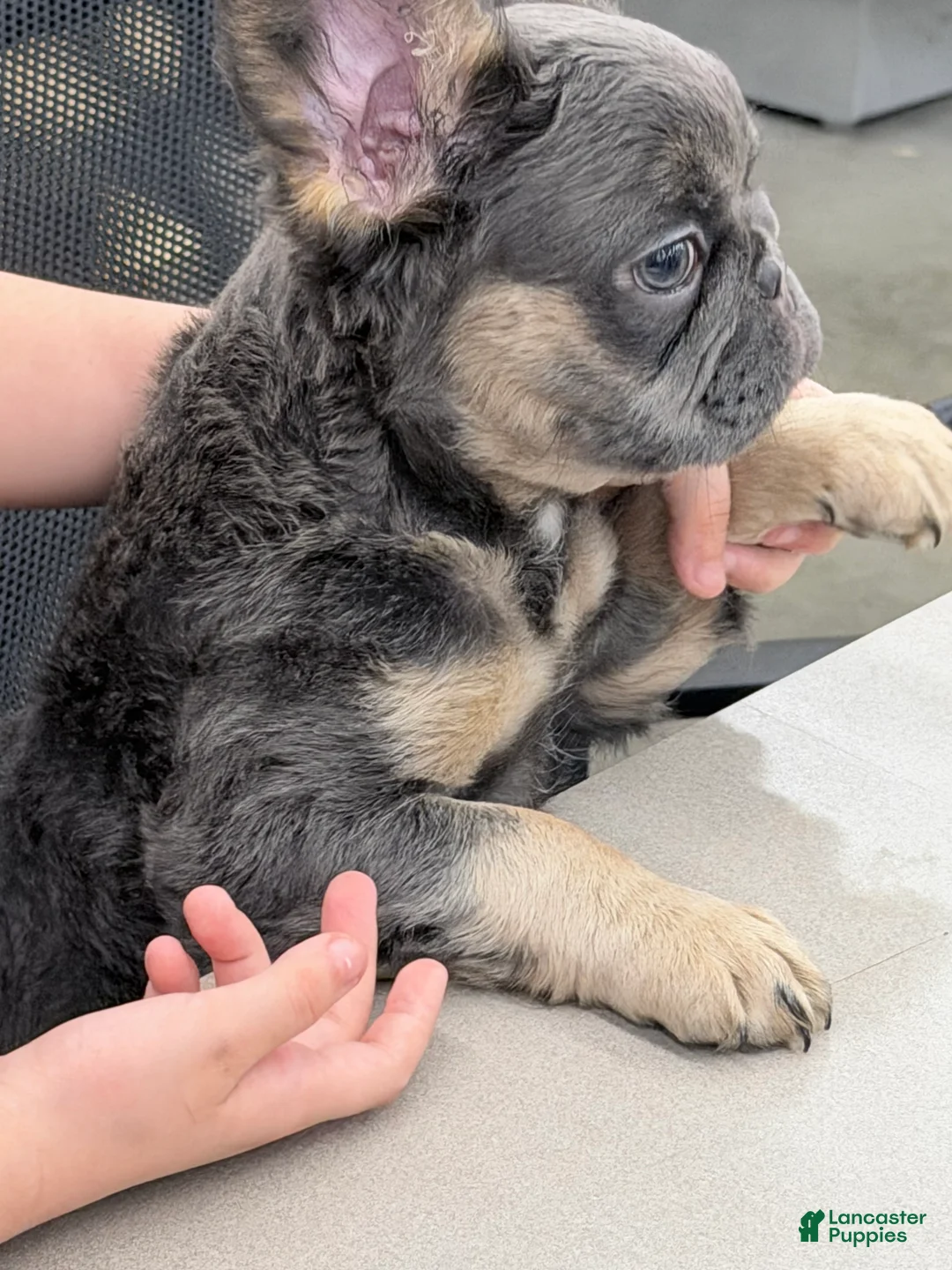 French Bulldog dogs for sale: French Bulldog Puppy 2 - Ad 1