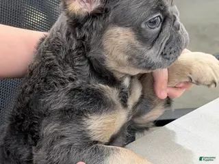 French Bulldog dogs for sale: French Bulldog Puppy 2 - Ad 1