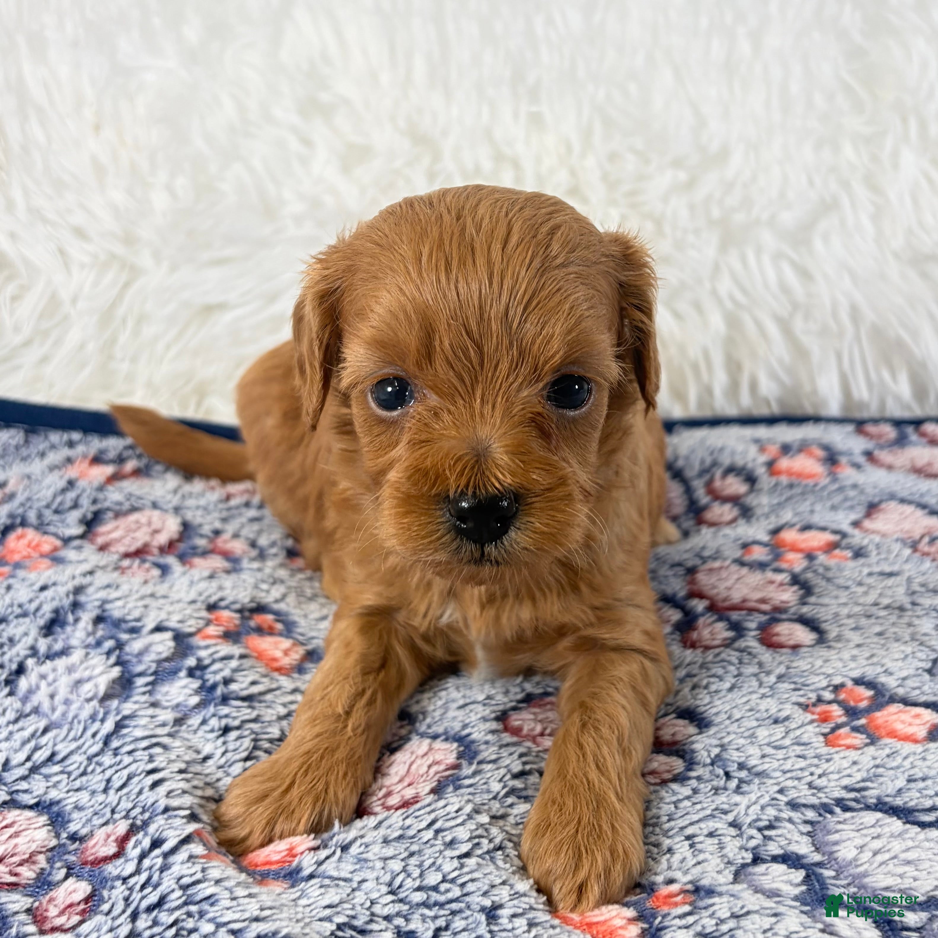 Shihpoo dogs for sale: Fawn F1B Shihpoo  - Ad 2