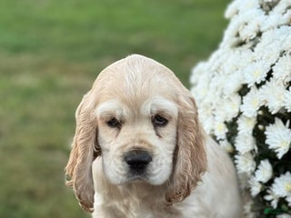 English Cocker Spaniel dogs - Ad 23