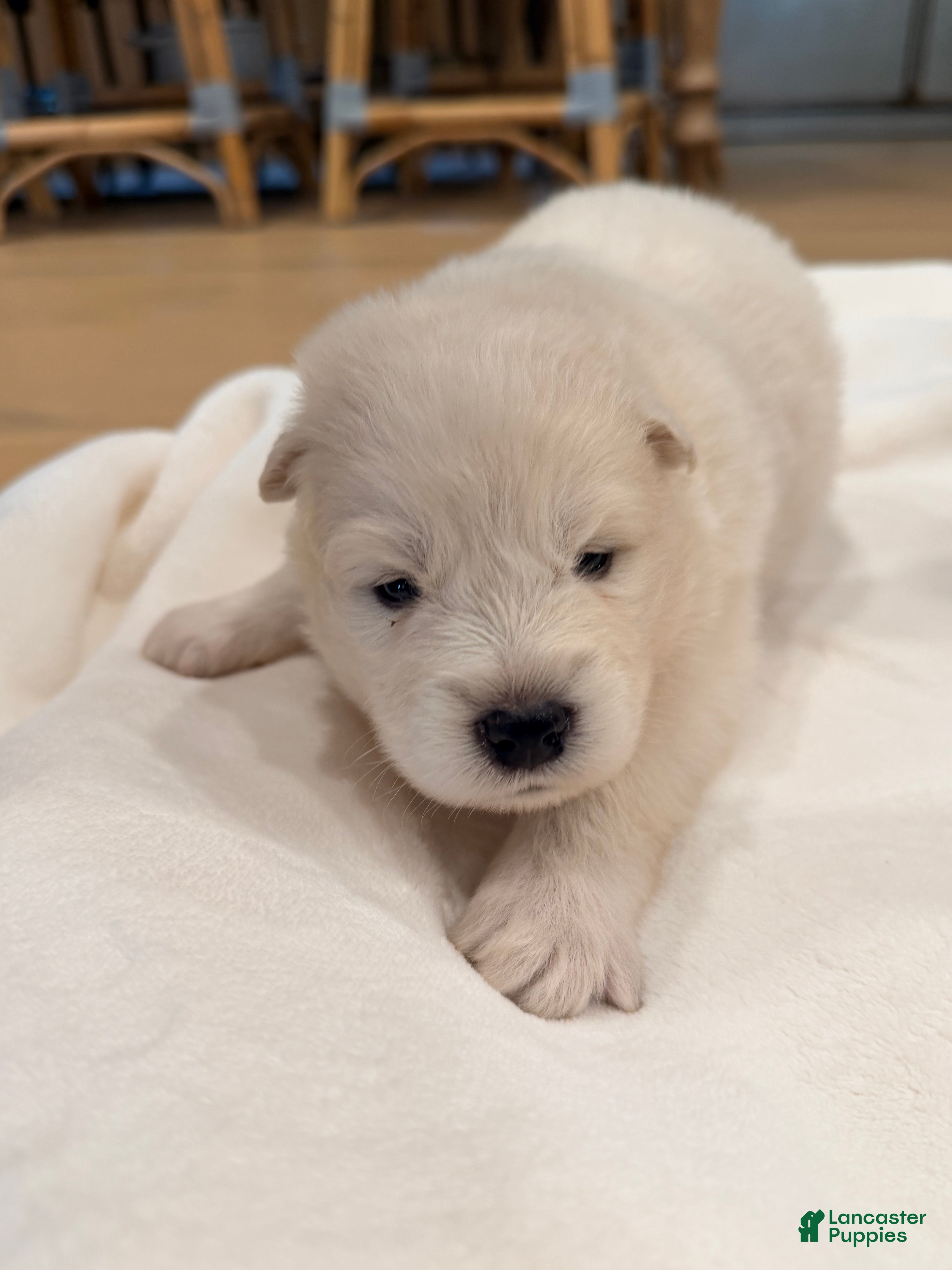 Samoyed dogs Aurora - Ad 1