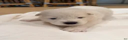 Samoyed dogs for sale: Aurora - Ad 1