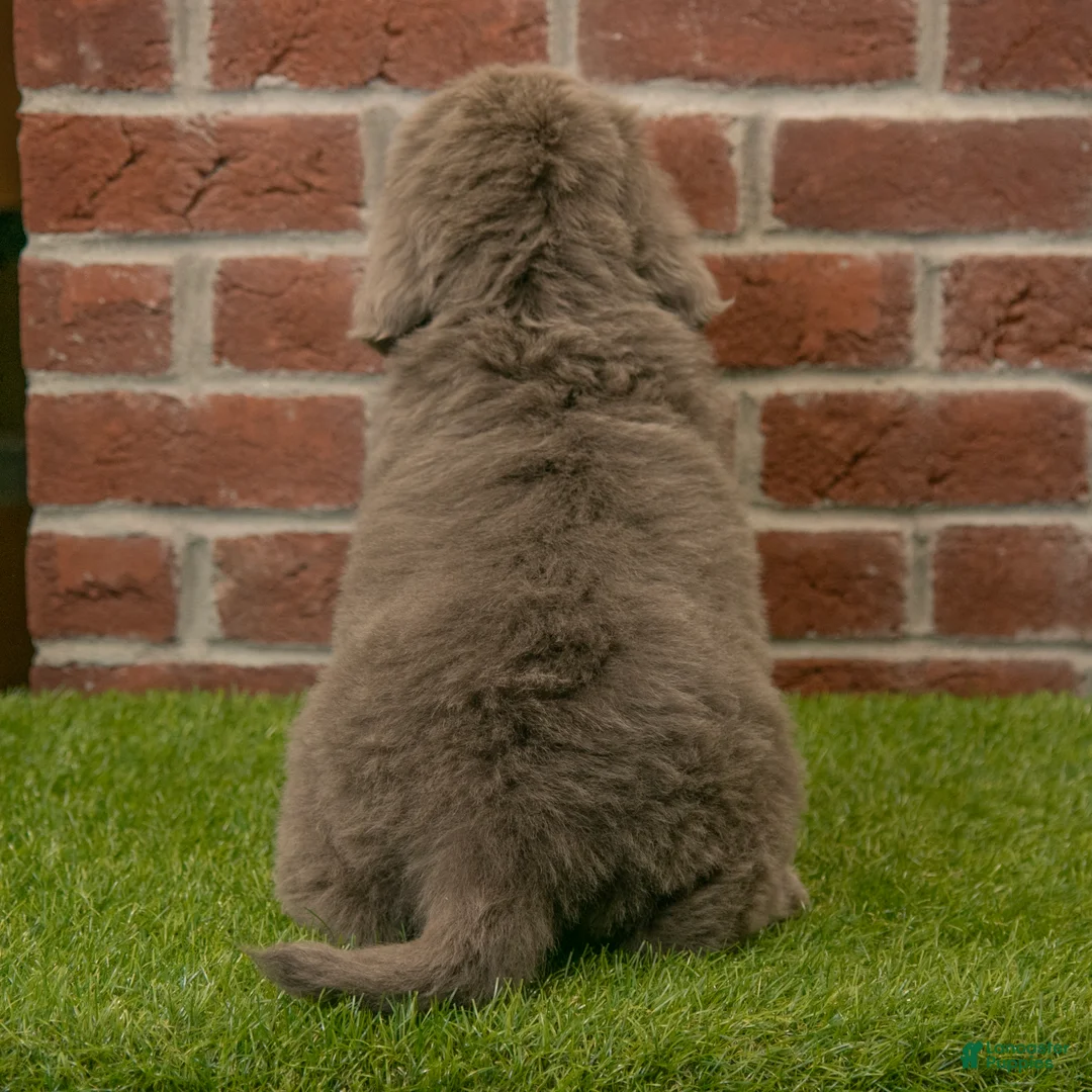 Newfoundland dogs for sale: Jasmine - Ad 6