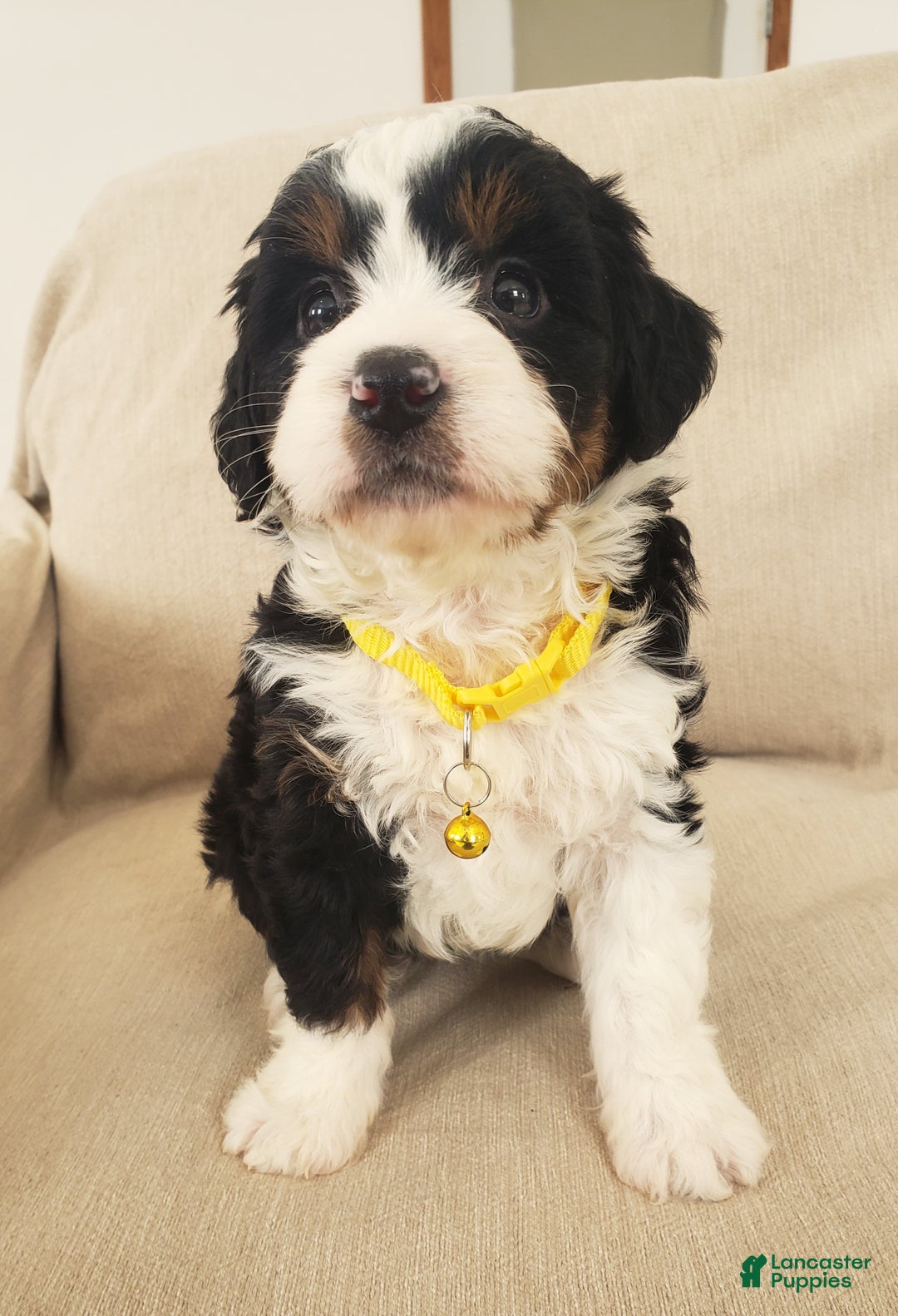 Mini Bernedoodle dogs for sale: Hazel - Ad 4
