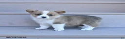Welsh Corgi Pembroke dogs for sale: Penny - Ad 3