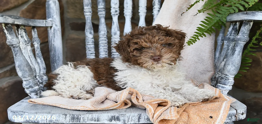 Gallery Image {{count}}