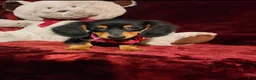 Miniature Dachshund dogs for sale: CINDER - Ad 7