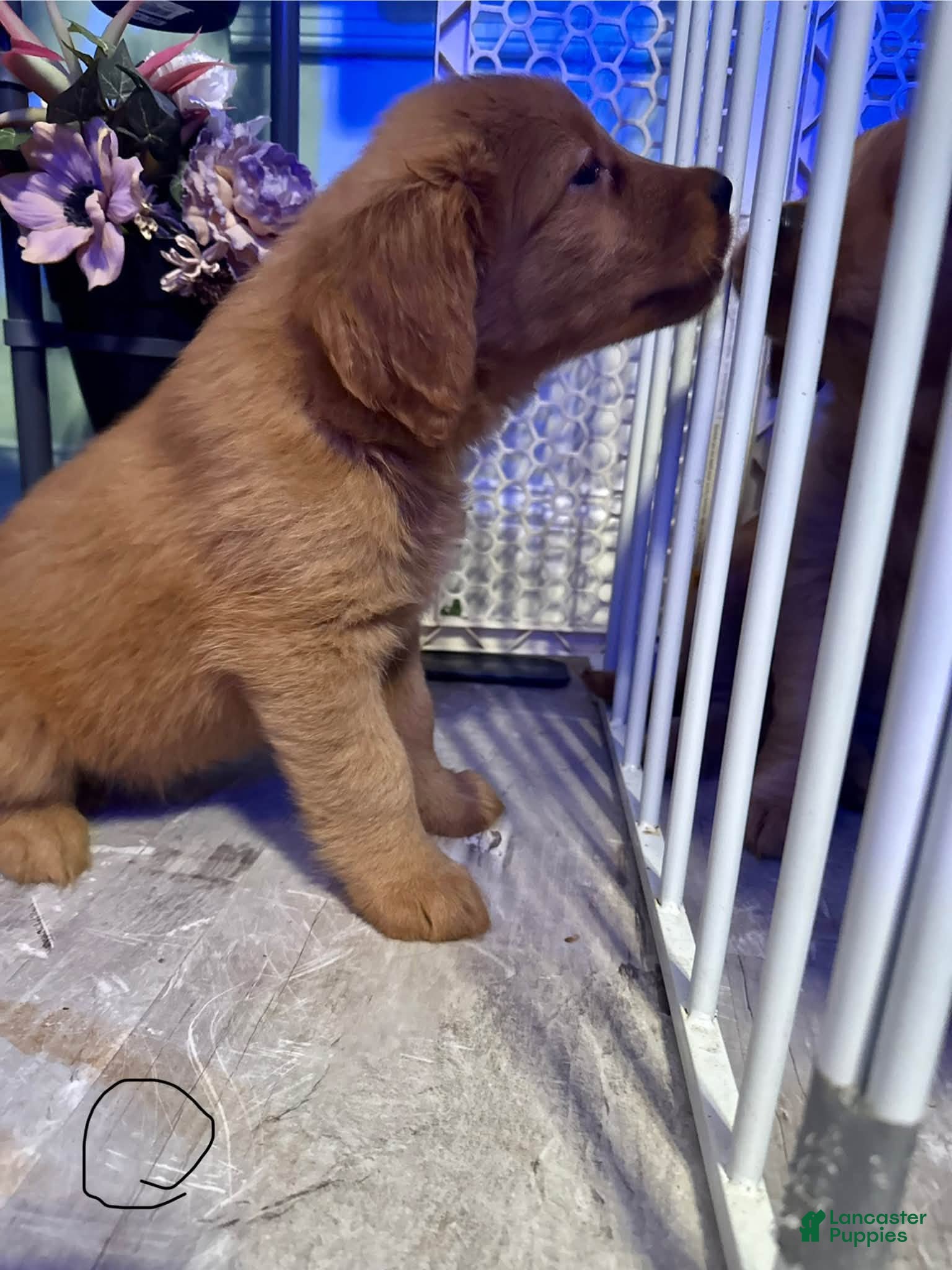 Golden Retriever dogs for sale: Girl 2 - Ad 2