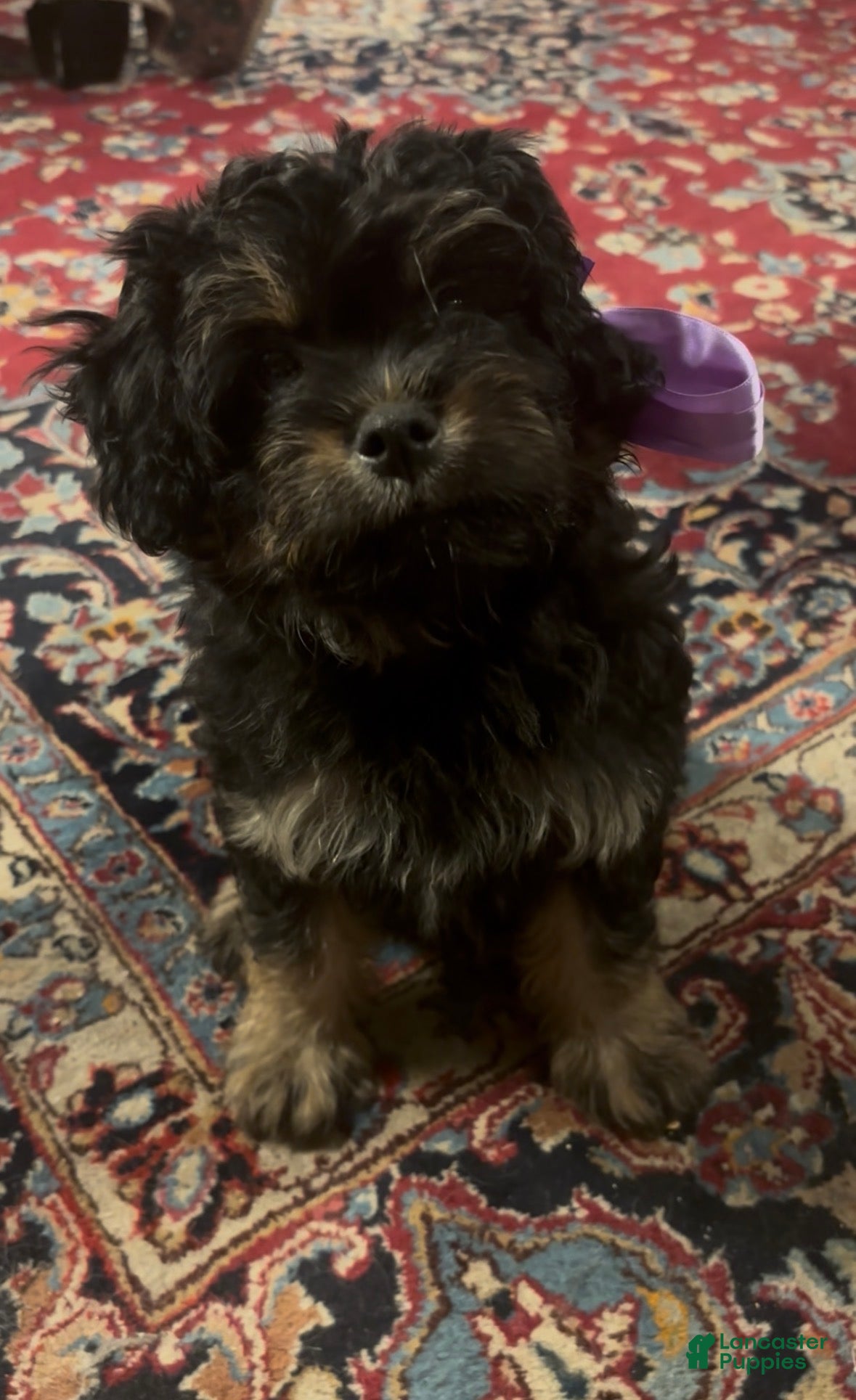 Aussiedoodle dogs Aussiedoodle 1 - Ad 1