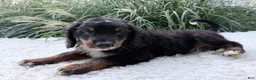 Bernedoodle dogs for sale: Stevie  - Ad 3