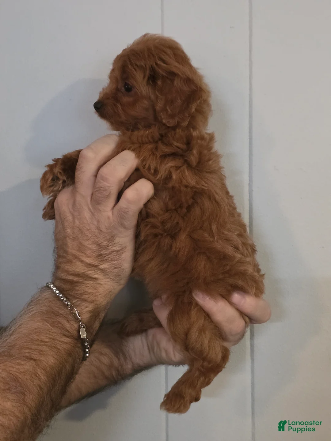 Cavapoo dogs for sale: Betsy - Ad 3