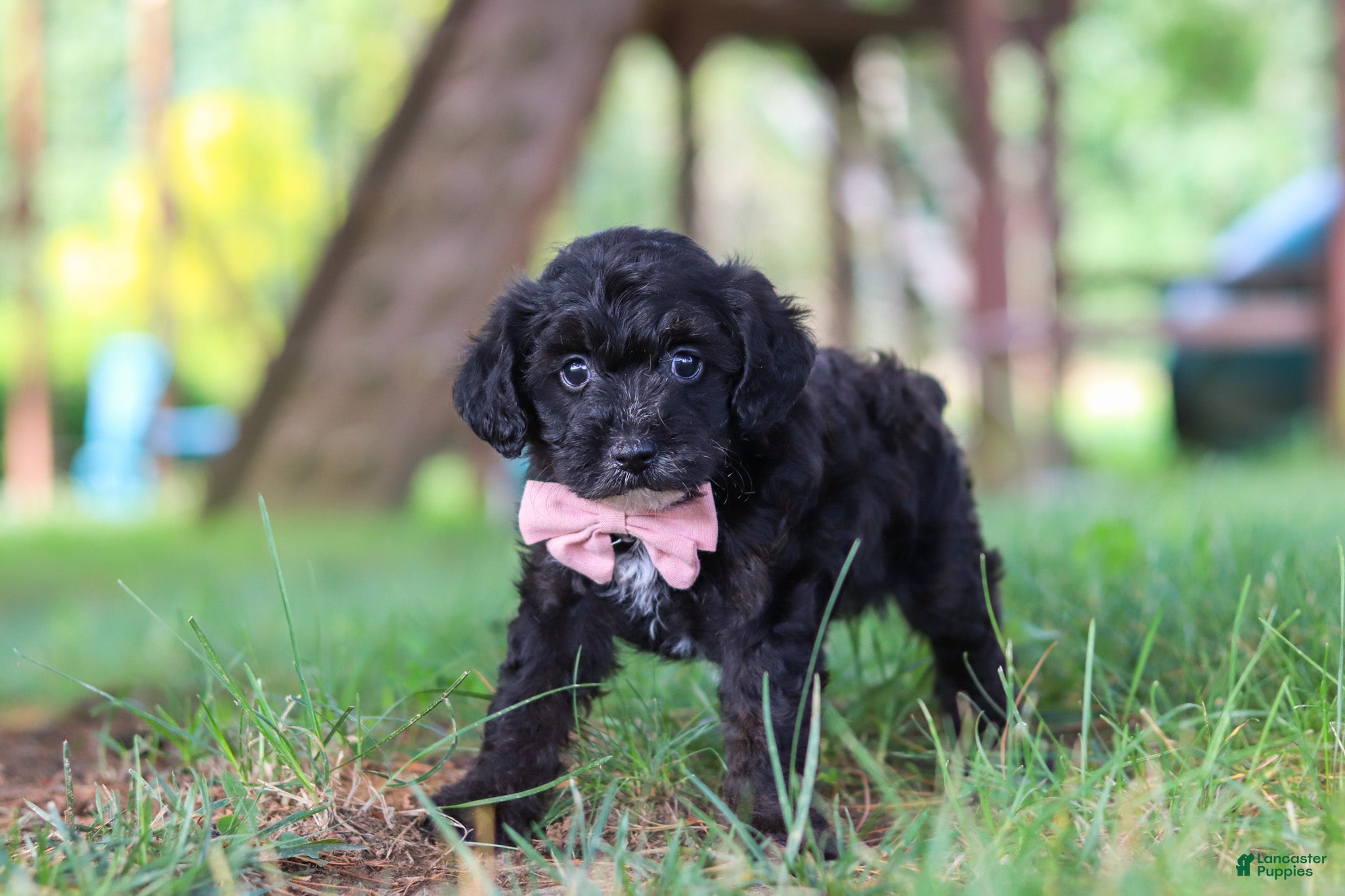 Yorkiepoo dogs Brady - Ad 2