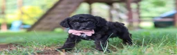 Yorkiepoo dogs for sale: Brady - Ad 2