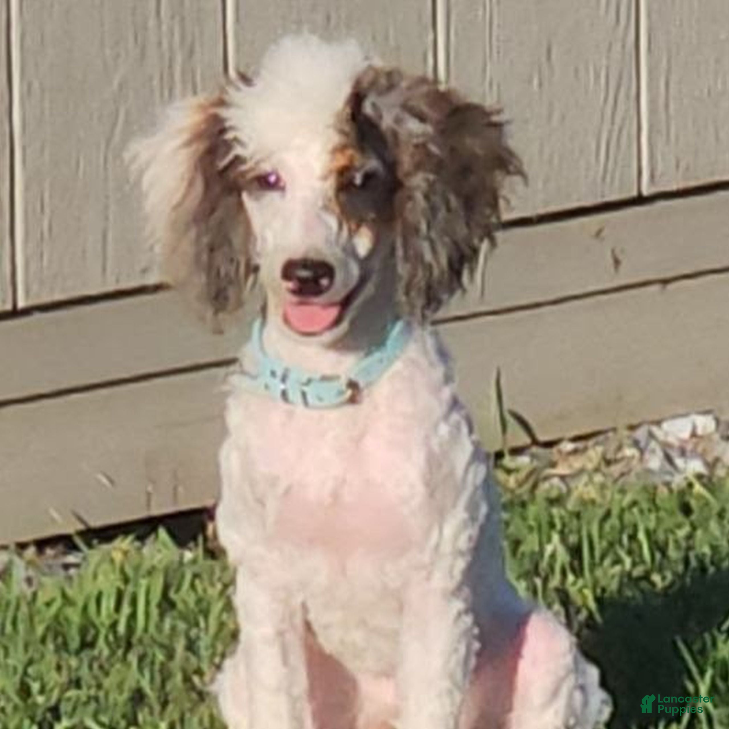 Miniature Poodle dogs Carson  - Ad 2