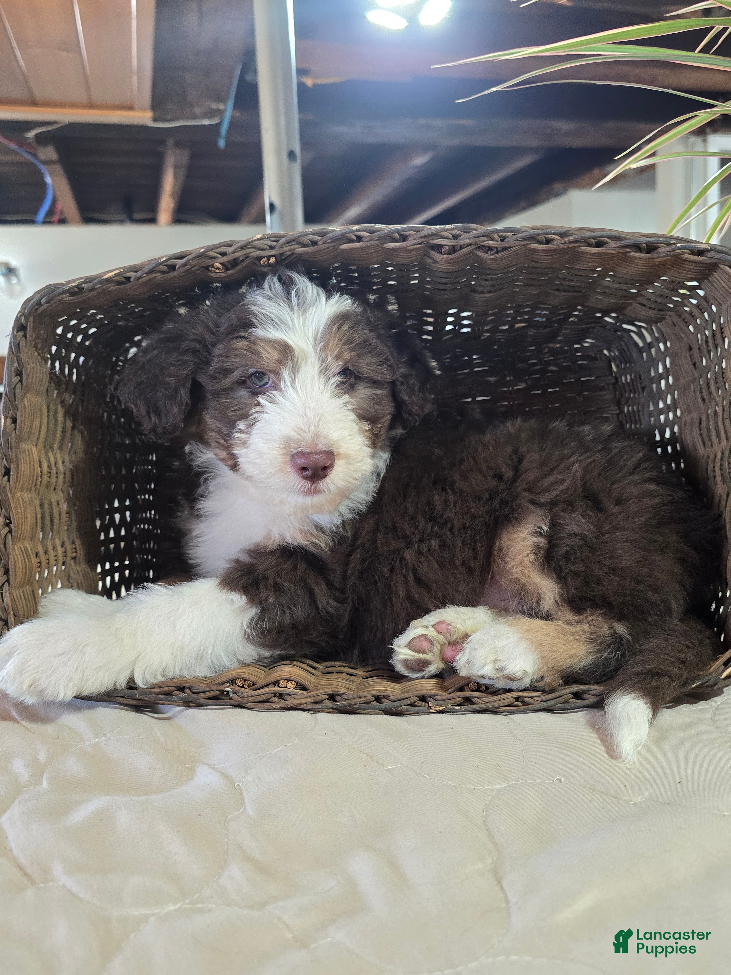 Aussiedoodle dogs Leo - Ad 2