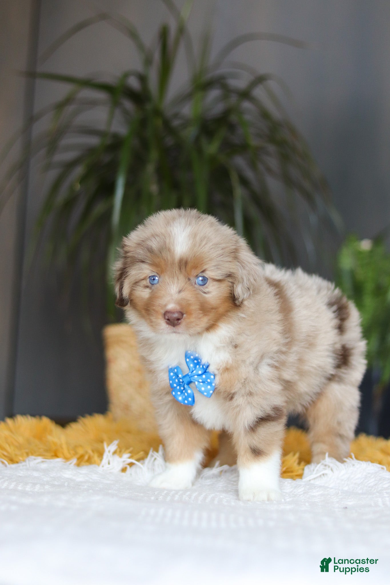 Australian Shepherd dogs Marlu - Ad 2