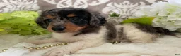 Miniature Dachshund dogs for sale: Mia - Ad 7