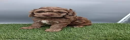 Cockapoo dogs for sale: Andover - Ad 10