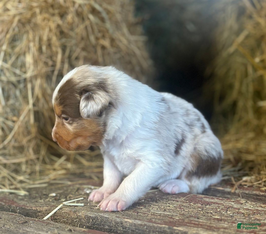 Australian Shepherd dogs for sale: Lincoln - Ad 2
