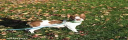 Boston Terrier dogs for sale: King - Ad 6