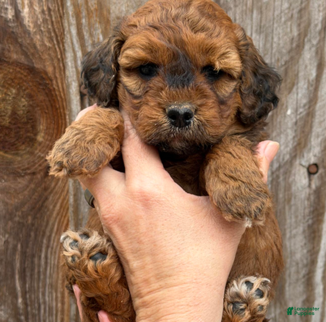 Goldendoodle dogs for sale: Purple Collar Girl - Ad 2