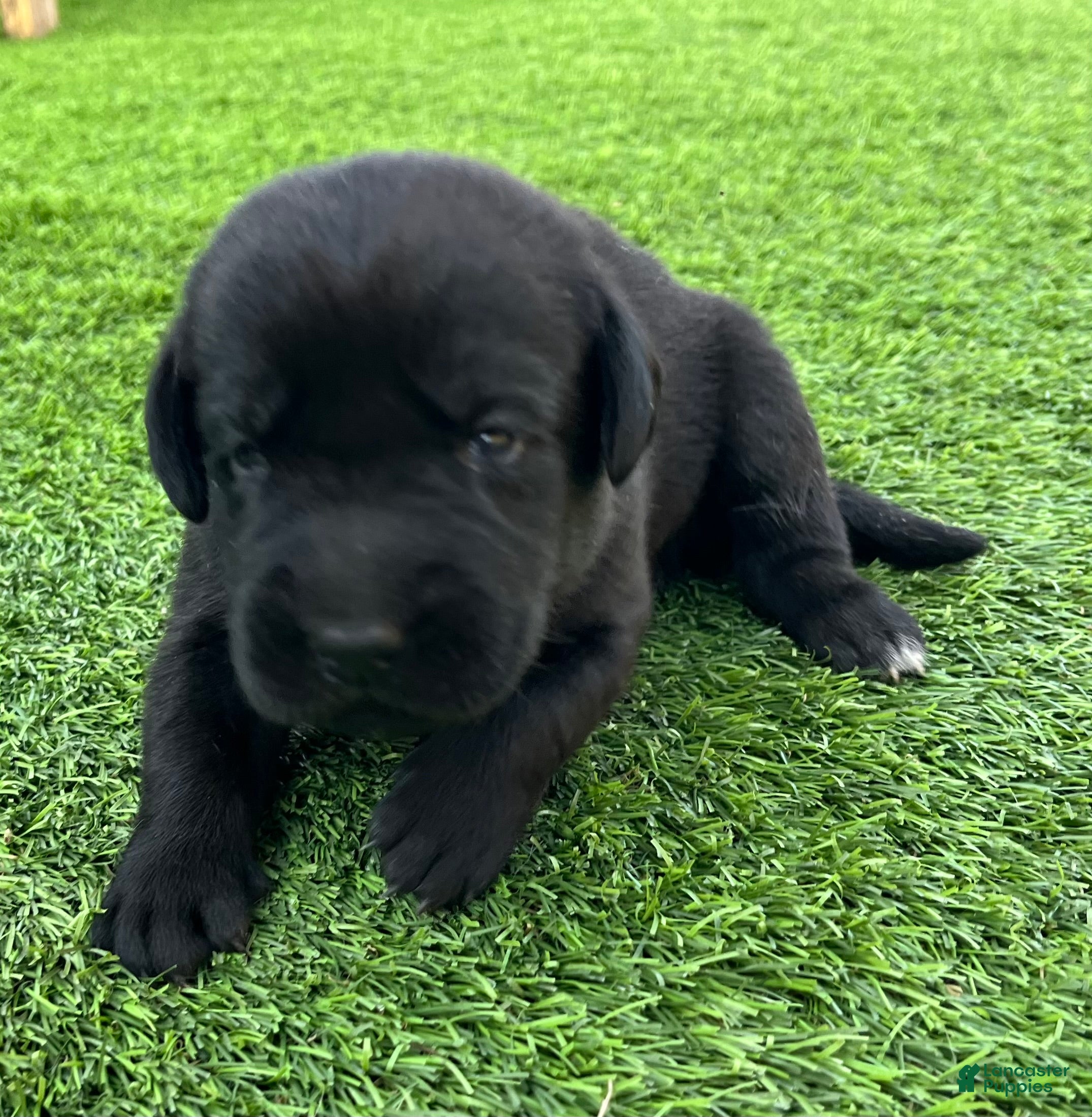 Labrador Retriever dogs for sale: Rye Black Male (White Toe. - Ad 3
