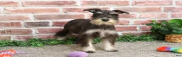 Miniature Schnauzer dogs for sale: Rita - Ad 6