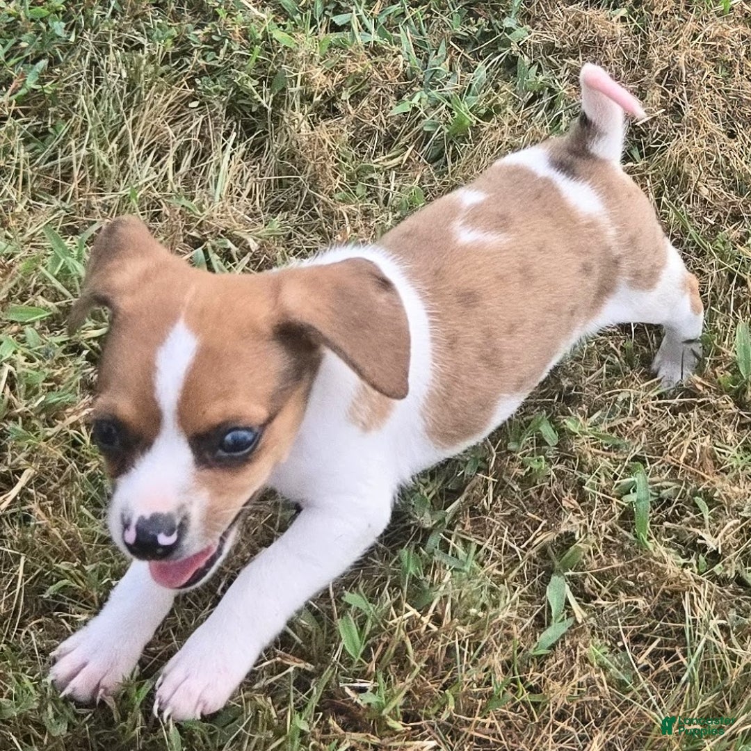 Beagle dogs for sale: CJ Queen Elizabeth Pocket Beagle  - Ad 7