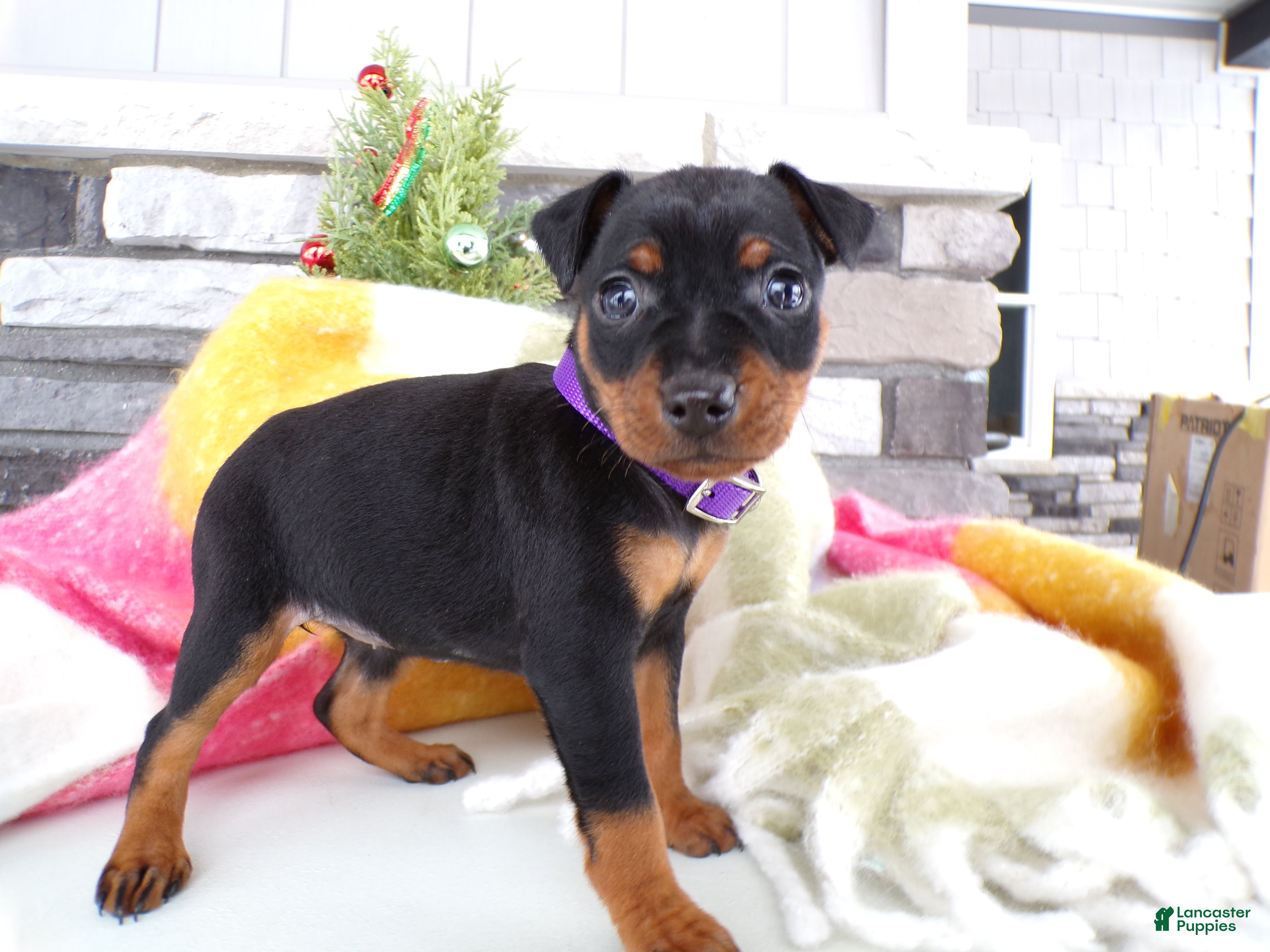 Miniature Pinscher dogs Miniature Pinscher Puppy 3 Lily - Ad 11