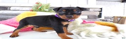 Miniature Pinscher dogs for sale: Miniature Pinscher Puppy 3 Lily - Ad 1