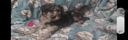 Standard Poodle dogs for sale: Rocco - Ad 2