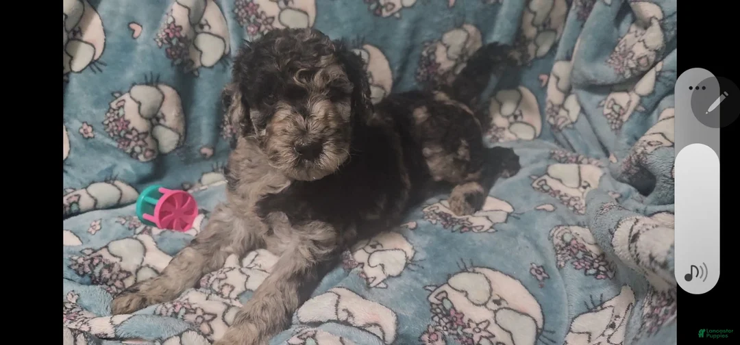 Standard Poodle dogs for sale: Rocco - Ad 2