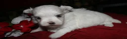 Maltese dogs for sale: Casper - Ad 17