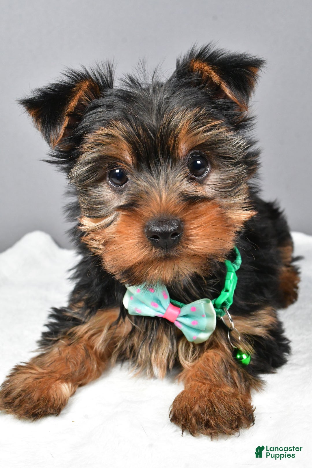 Morkie dogs for sale: Patrick - Ad 6