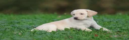 Labrador Retriever dogs for sale: Banana Cream Pie - Ad 5