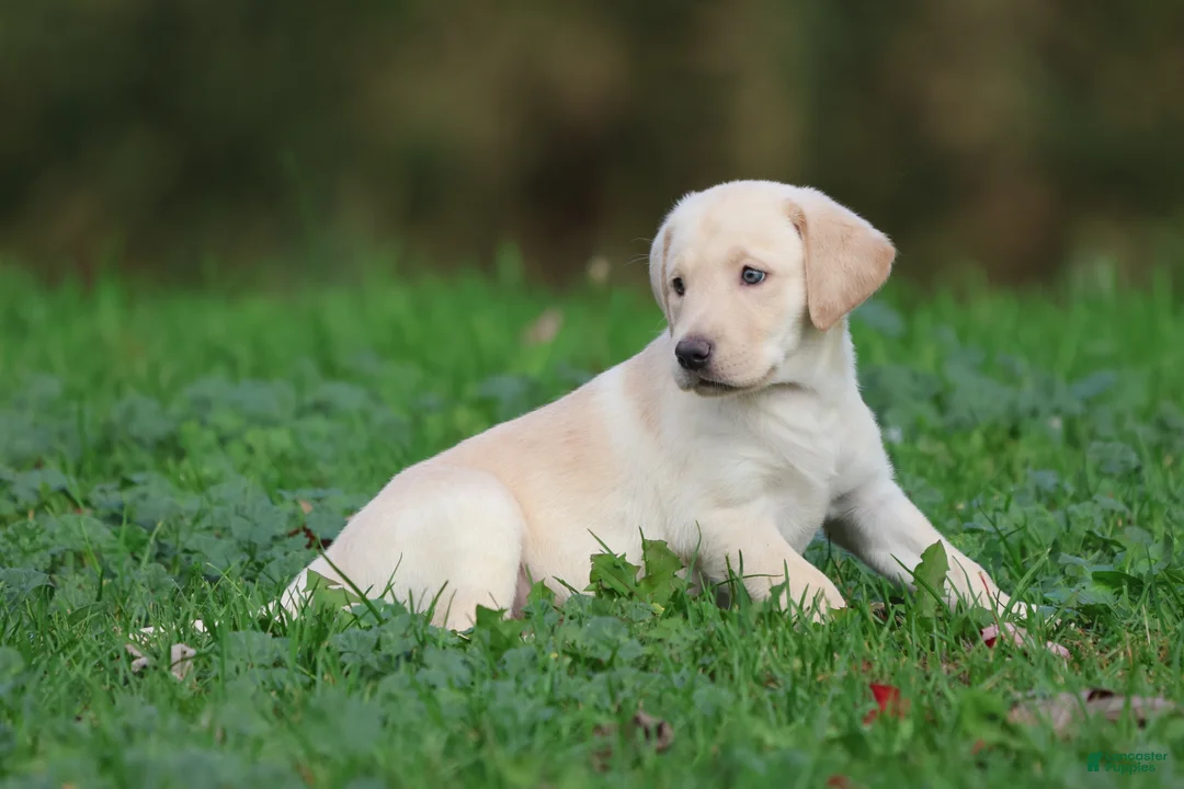 Labrador Retriever dogs for sale: Banana Cream Pie - Ad 5
