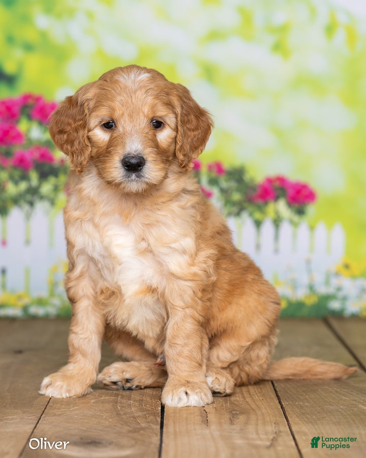 Goldendoodle dogs Oliver - Ad 2